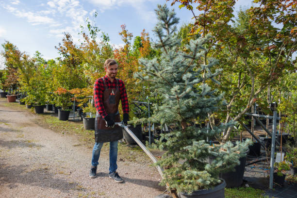 Reliable Red Oak, TX Tree Services Solutions