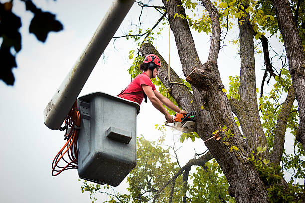 Leaf Removal in Red Oak, TX